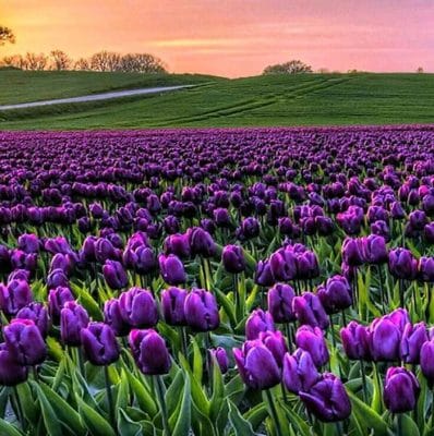 Nguồn gốc của hoa tulip tím
