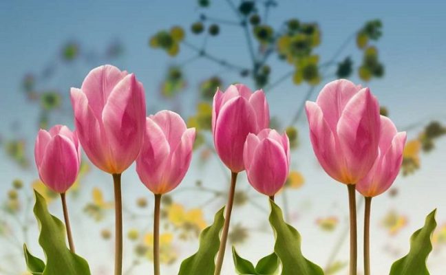 hoa-tulip-hong-petal-haven