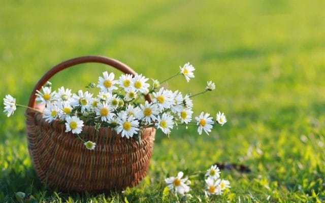 hoa-cuc-trang-petal-haven