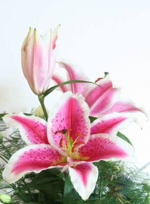 cach-cam-hoa-ly-petal-haven
