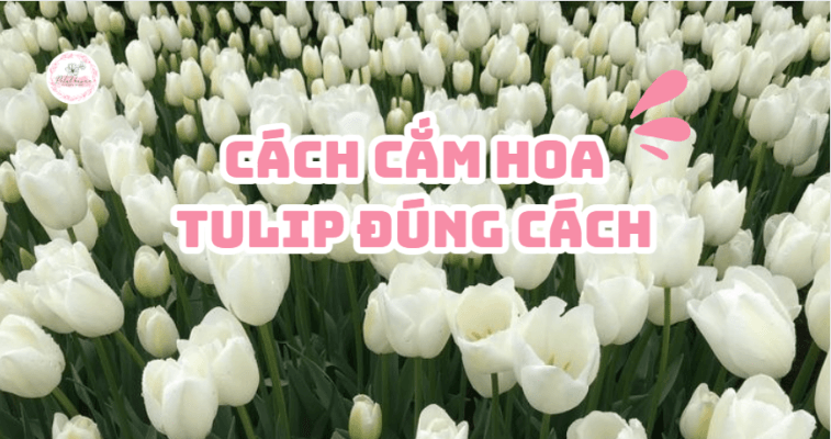 TULIP