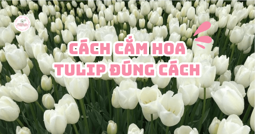 TULIP