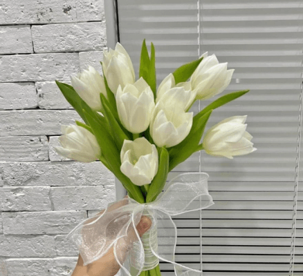 HOA TULIP