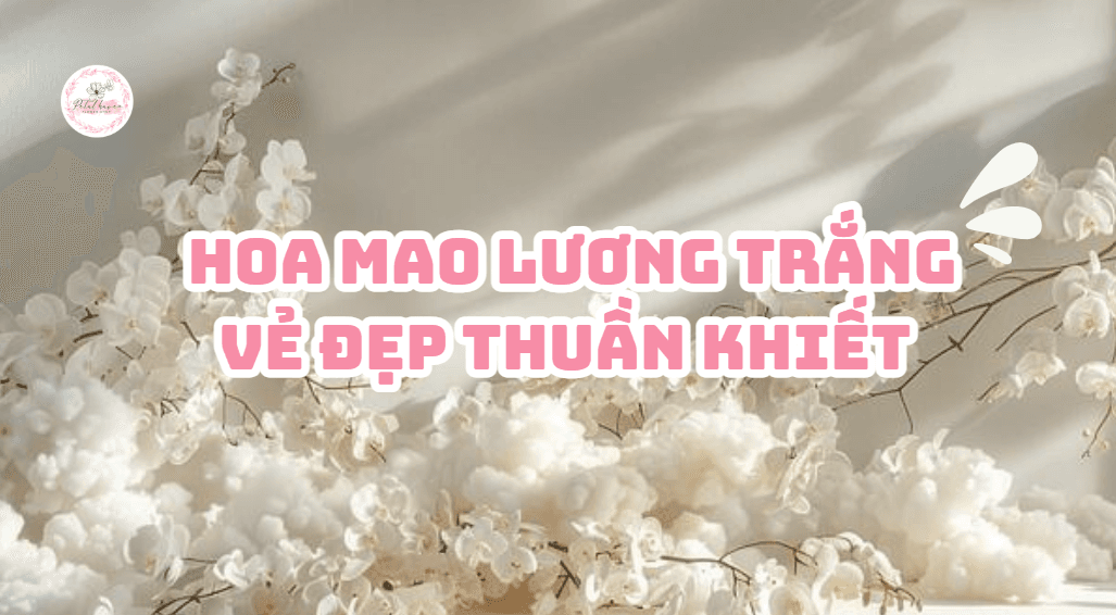 hoa mao
