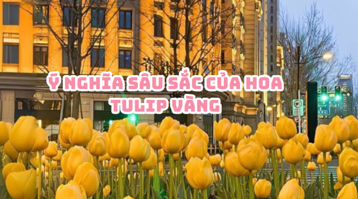 hoa tulip vàng