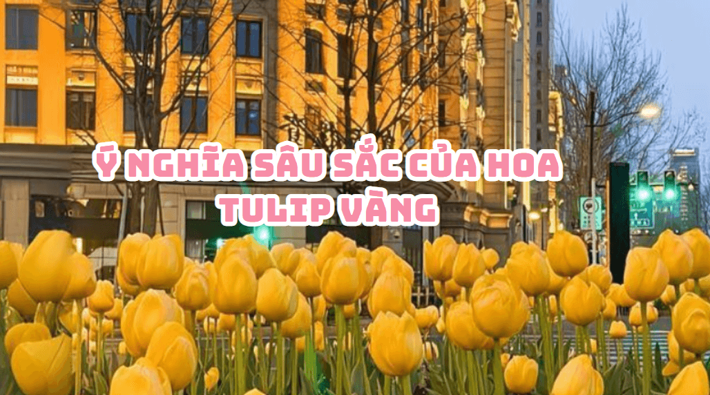 hoa tulip vàng