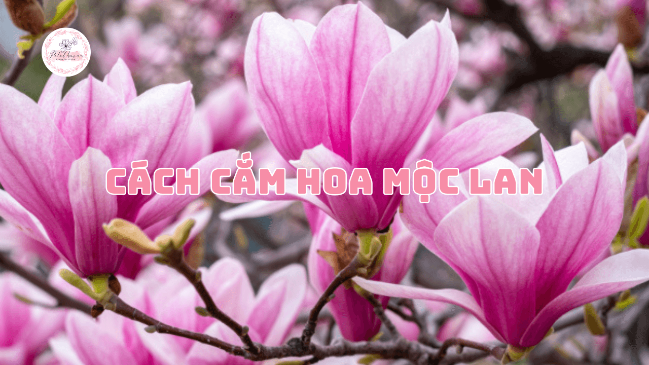 cách cắm hoa mộc lan