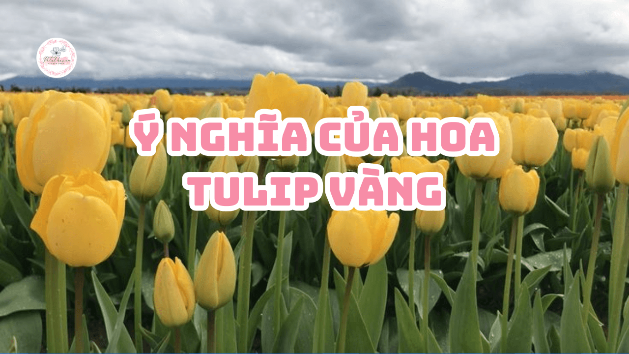 hoa-tulip-vang