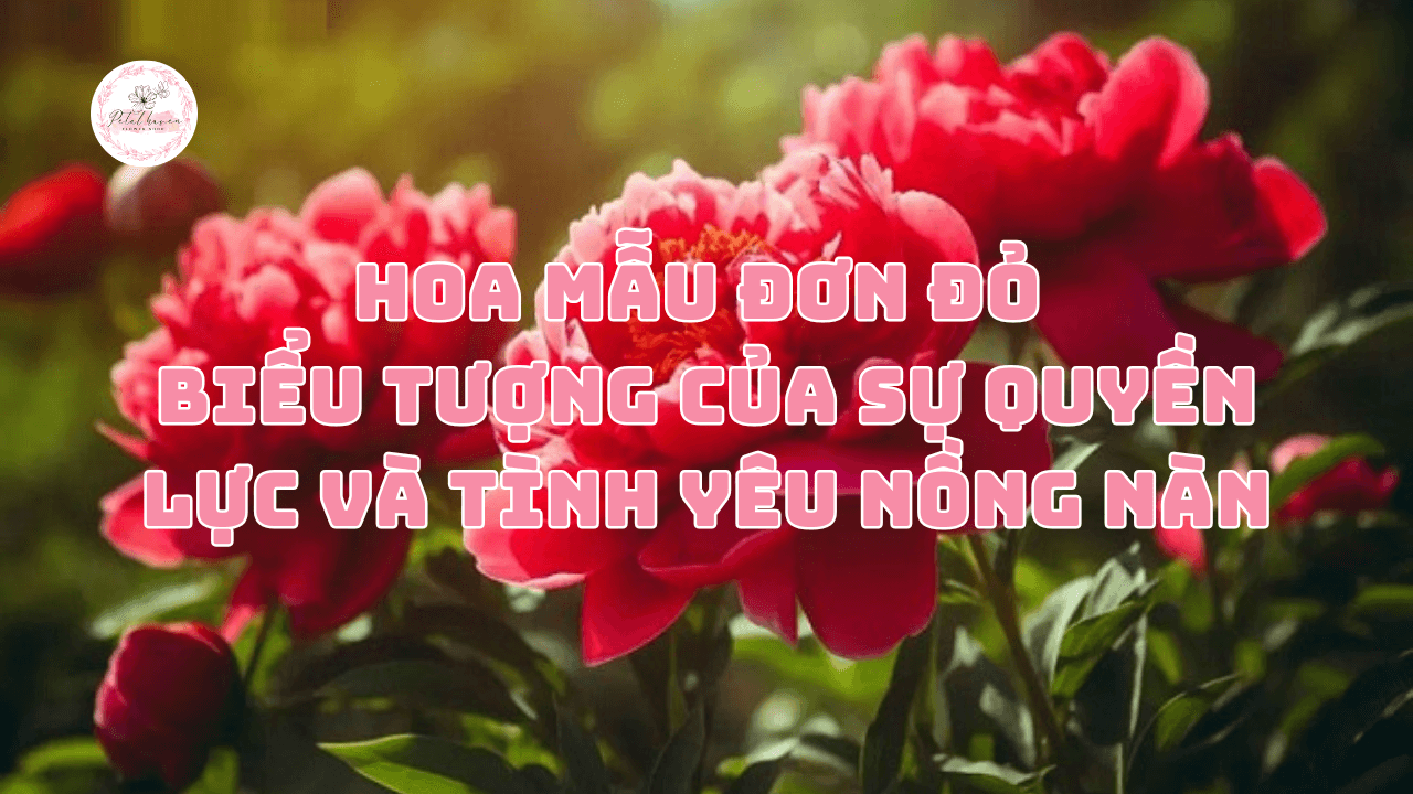 hoa mẫu đơn đỏ