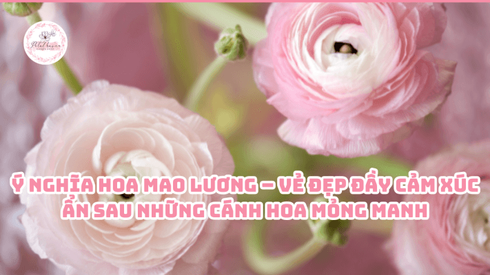 y-nghia-hoa-mao-luong