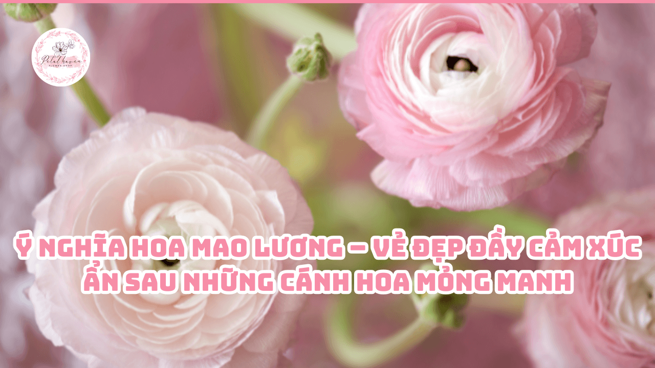 y-nghia-hoa-mao-luong