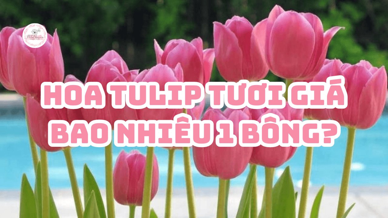 hoa-tulip-tuoi-gia-bao-nhieu-1-bong