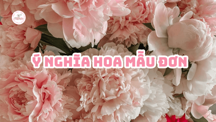 y-nghia-hoa-mau-don-petalhaven