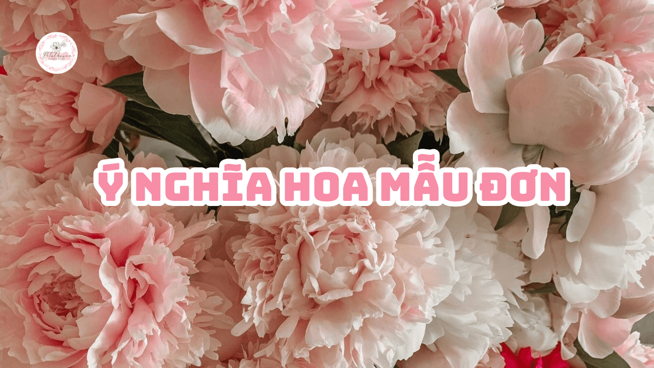 y-nghia-hoa-mau-don-petalhaven
