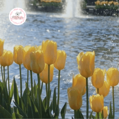 hoa-tulip-vàng
