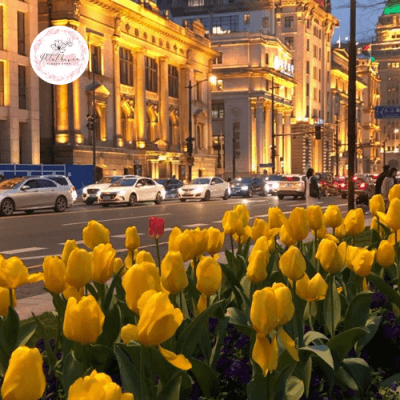 hoa-tulip-vàng