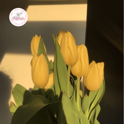 hoa-tulip-vàng