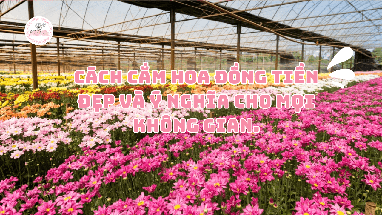 Cách Cắm Hoa Đồng Tiền Đẹp Và Ý Nghĩa Cho Mọi Không Gian.