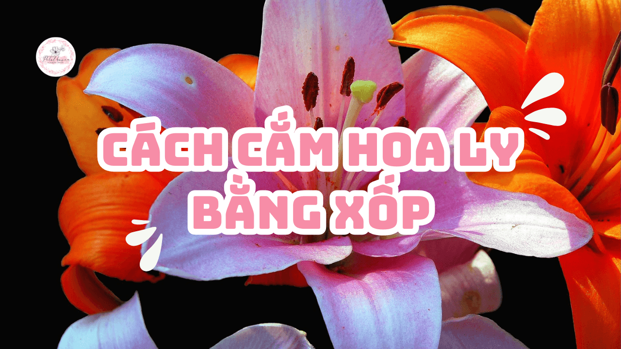 cach-cam-hoa-ly-petal-haven