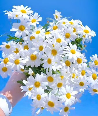 hoa-cuc-trang-petal-haven