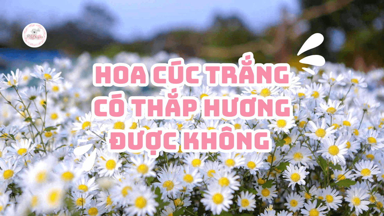 hoa-cuc-trang-petal-haven