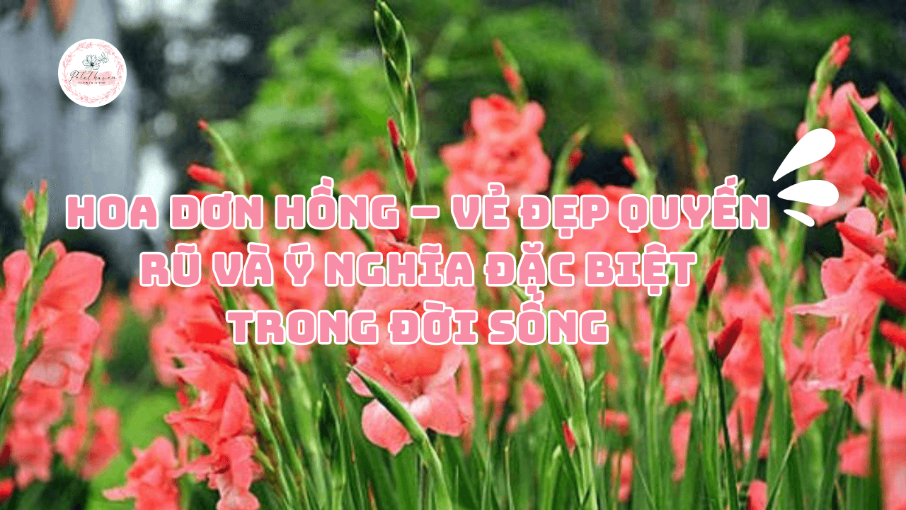Hoa Dơn Hồng – Vẻ Đẹp Quyến Rũ Và Ý Nghĩa Đặc Biệt Trong Đời Sống