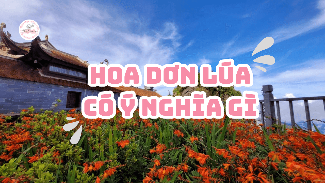 hoa-don-lua-petal-haven