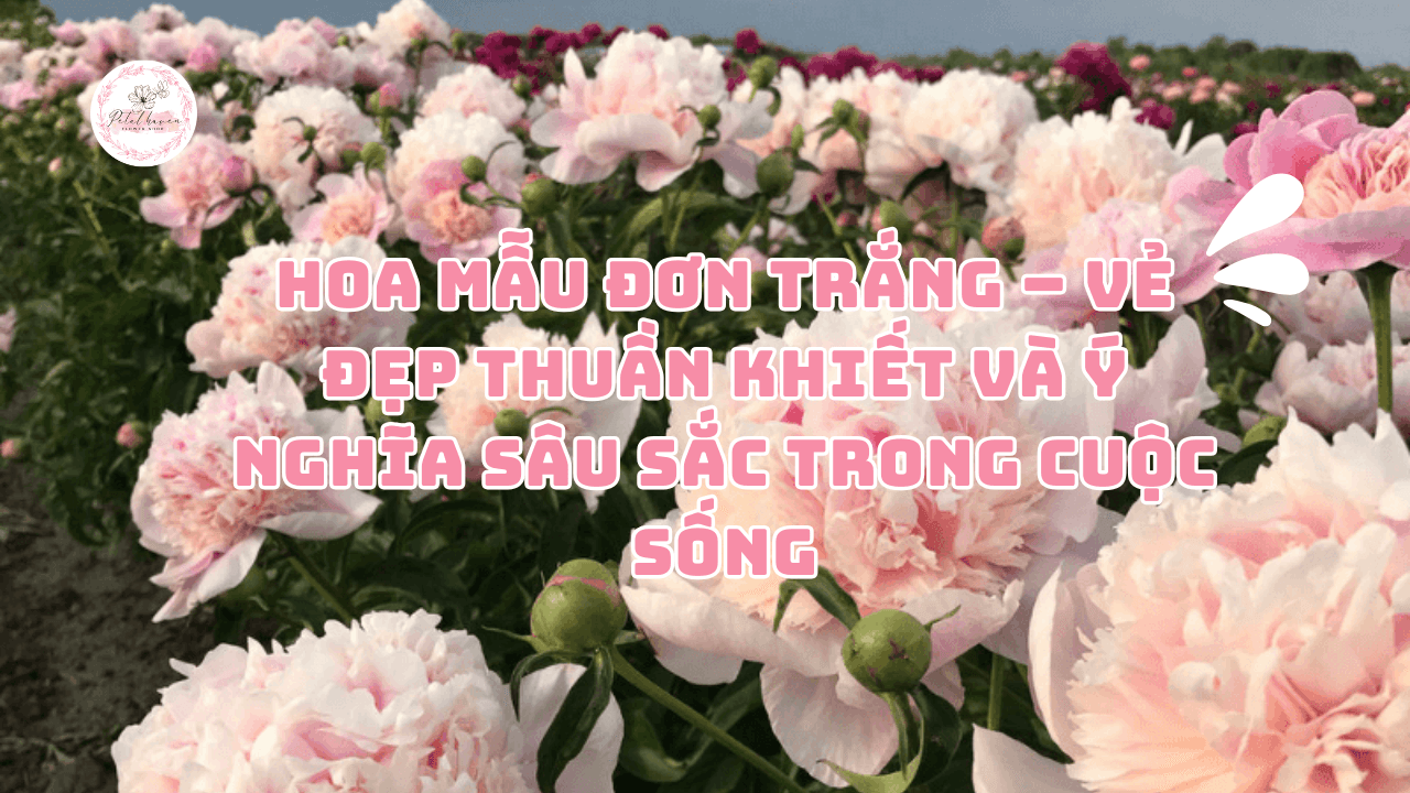 hoa mẫu đơn trắng