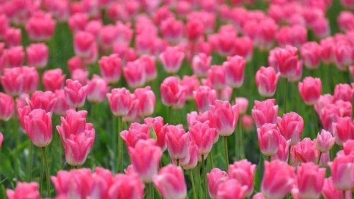 tặng hoa tulip có ý nghĩa gì