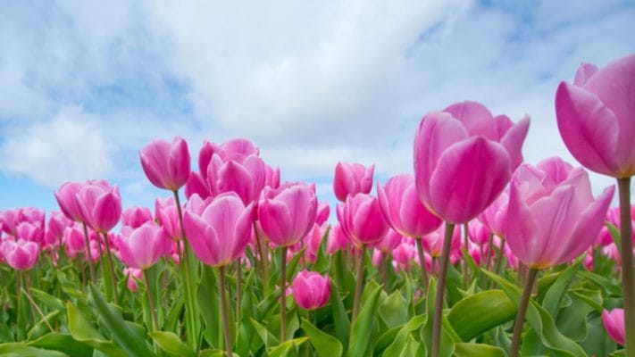 Tặng hoa Tulip có ý nghĩa gì