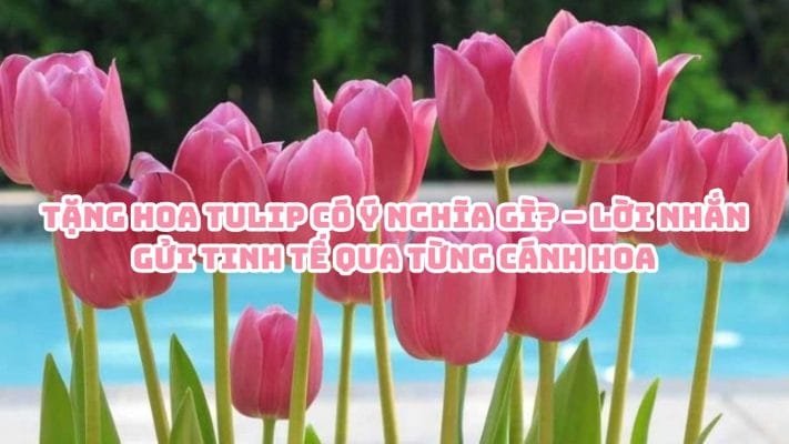 Tặng hoa tulip có ý nghĩa gì