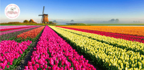 hoa-tulip-ha-lan