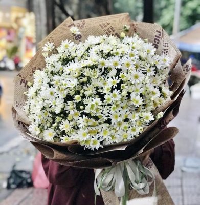 hoa-cuc-trang-petal-haven