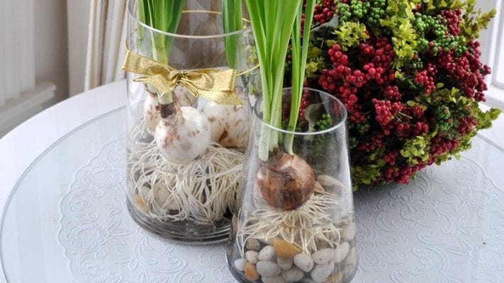 hoa-thuy-tien-trong-binh-thuy-tinh