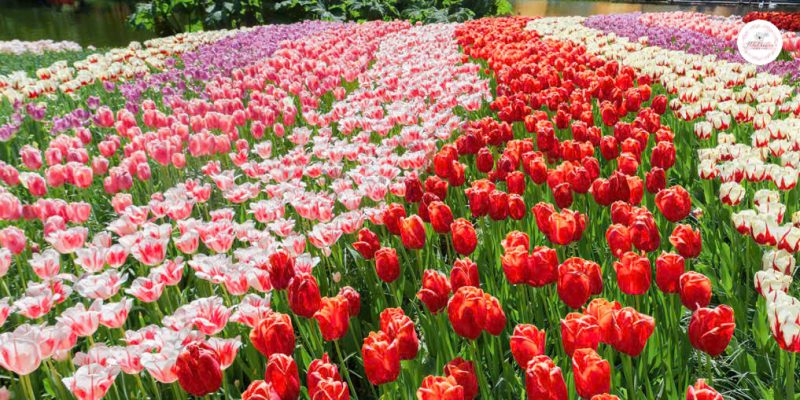 hoa-tulip-mix-noi-bat-va-ruc-ro