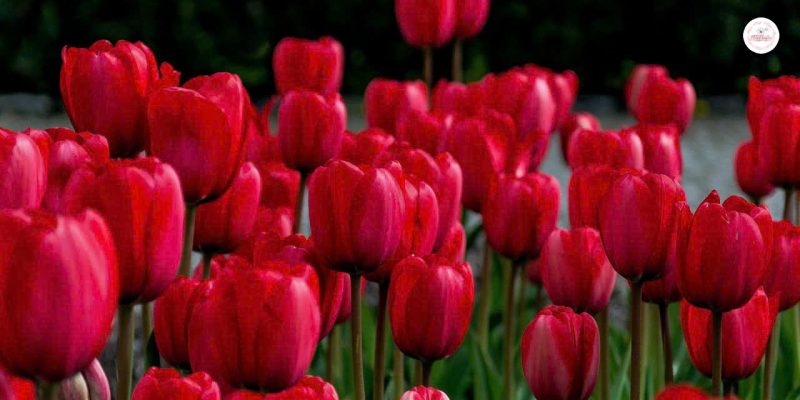 hoa-tulip-do-tường-trung-cho-tinh-yeu-vinh-cuu