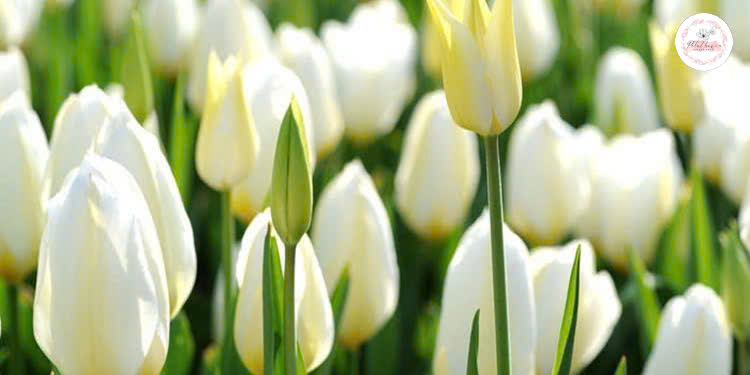 hoa-tulip-trang-tinh-khoi