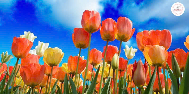 sắc-hoa-tulip-mix-cam-am-ap-cua-hoa-tulip-ha-lan